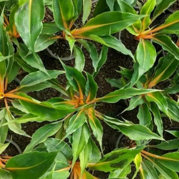 TANAMAN HIAS WALISOTA PAKET RIMBUN/POHON WALISOTA