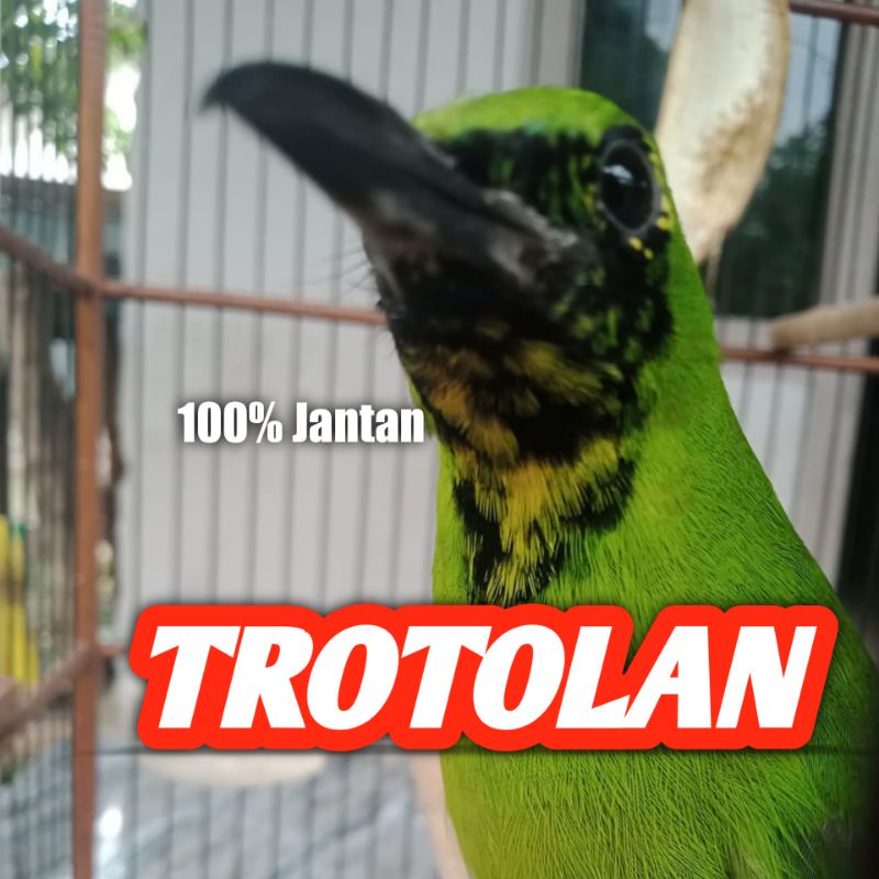 burung cucak ijo trotol jaminan jantan 100% sehat cak ijo trotolan proses nopeng