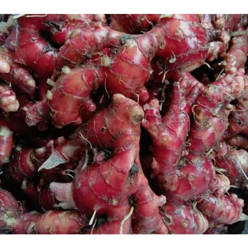 

jahe merah segar 250 gram