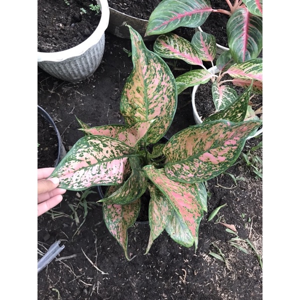 aglonema lady Valentine isi 3+Red borju mutasi