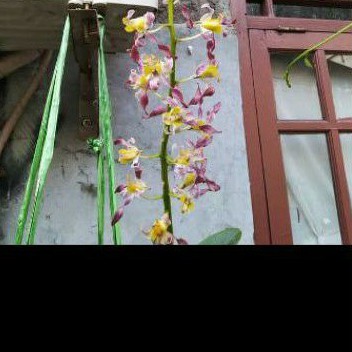 Anggrek Dendrobium Keriting Rambo