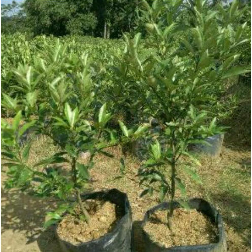 @_@ #_* Bibit Buah Jeruk Nagami Super *_@ @_$