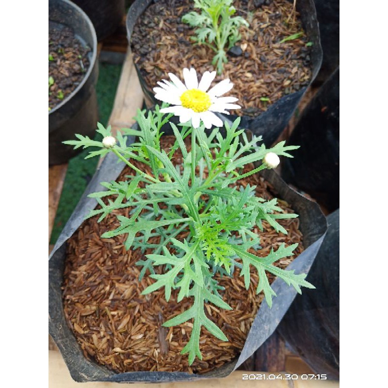 bibit bunga daisy