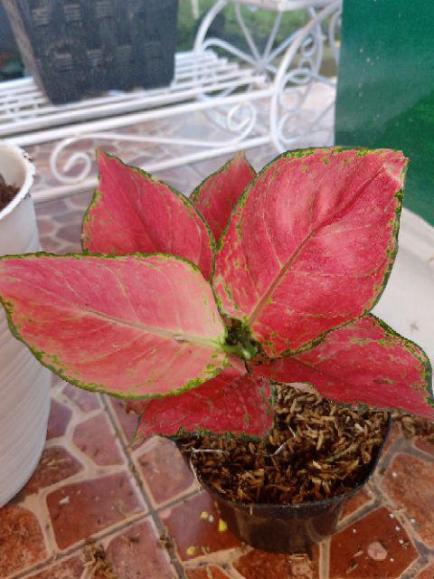 Aglaonema aglonema  red anjamani Shopee Indonesia