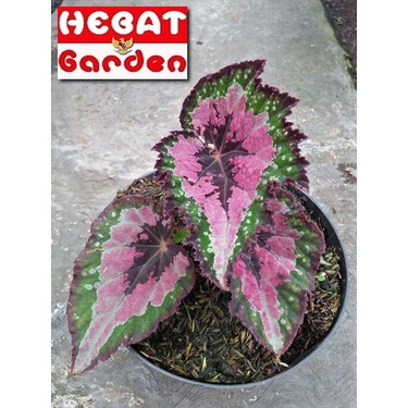 Begonia Pelangi - Begonia Rex Caracas - Hebat Garden