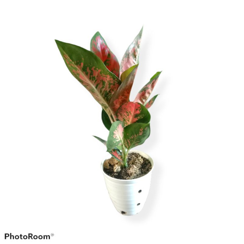 aglonema Suksom batik