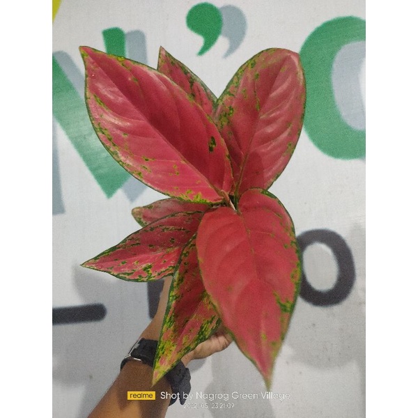 aglaonema red Venus