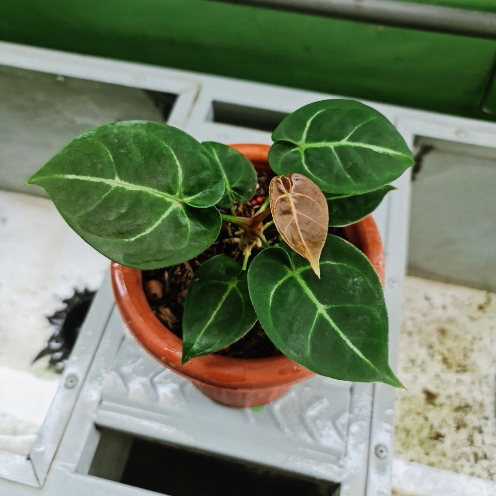 tanaman hias anthurium dressleri