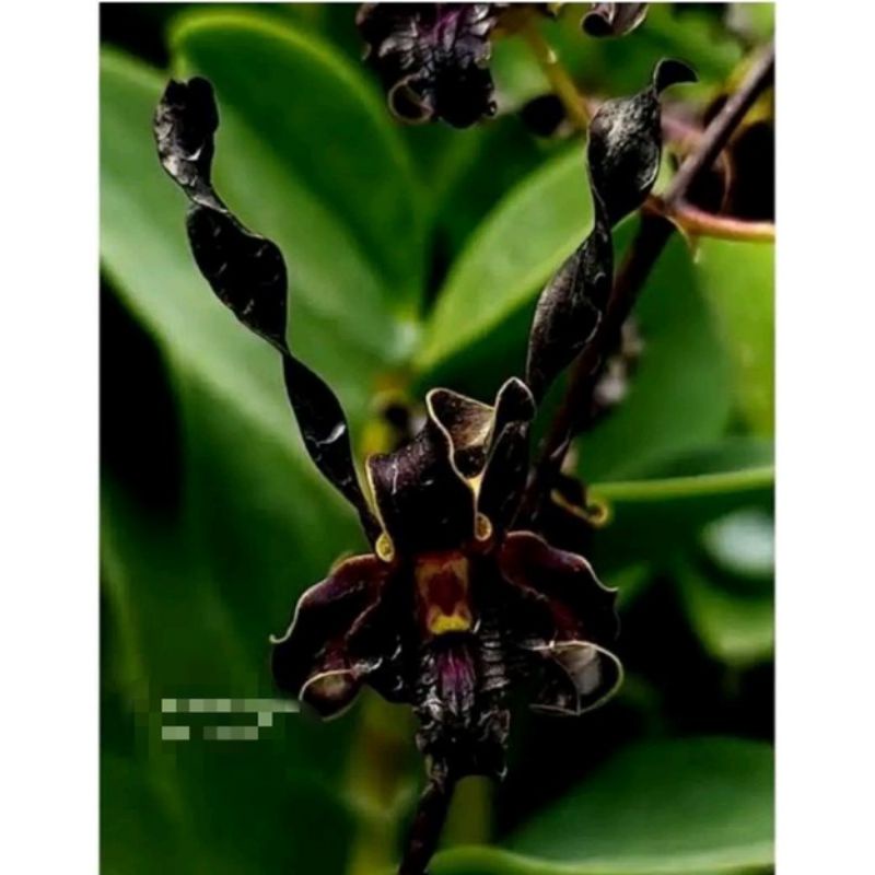 Dendrobium black dragon
