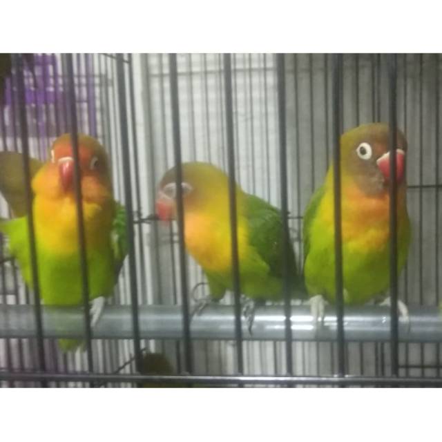 Burung Love Bird Lovebird Josan Balibu Shopee Indonesia