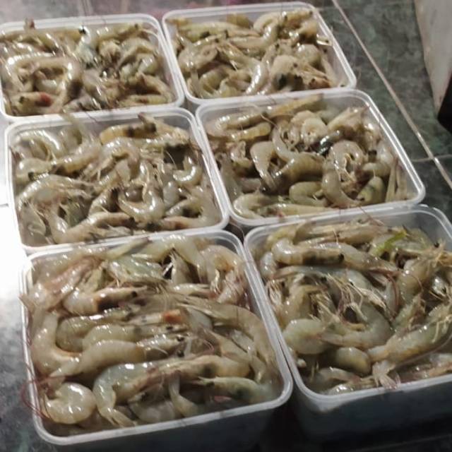 

Udang vaname tambak