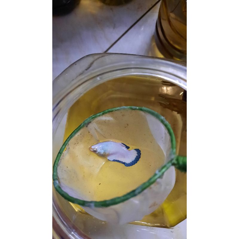 ikan cupang blue rim female clean body murah size S++ 3.9 bukan