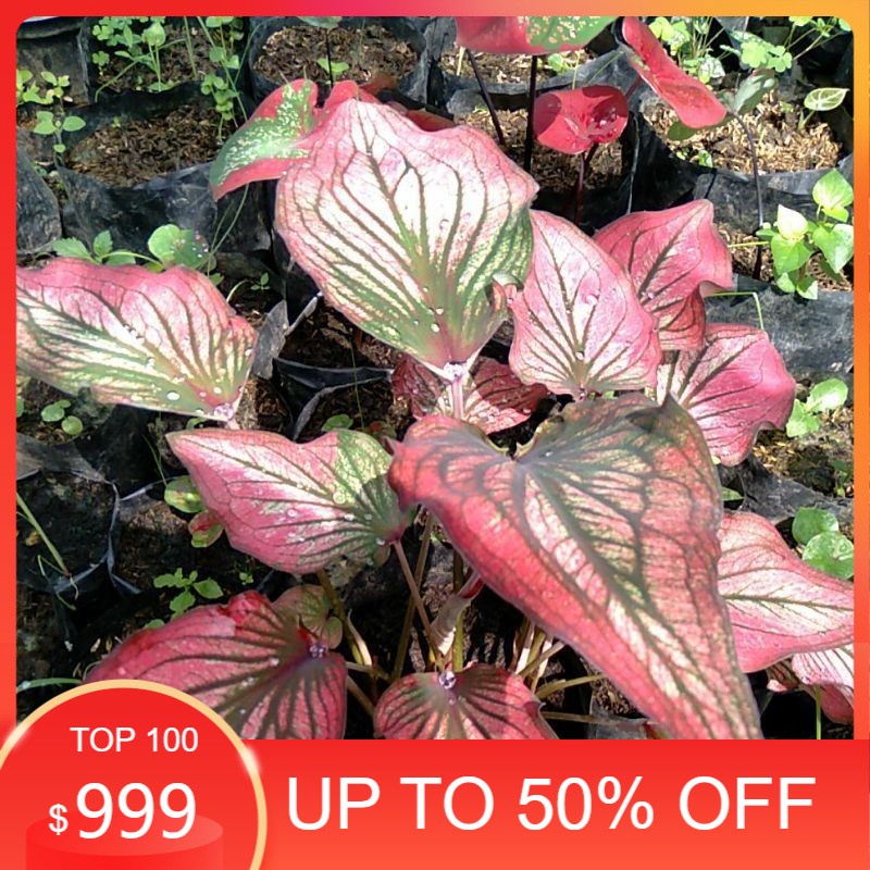 Keladi infinity / Caladium infinity / bibit keladi infinity