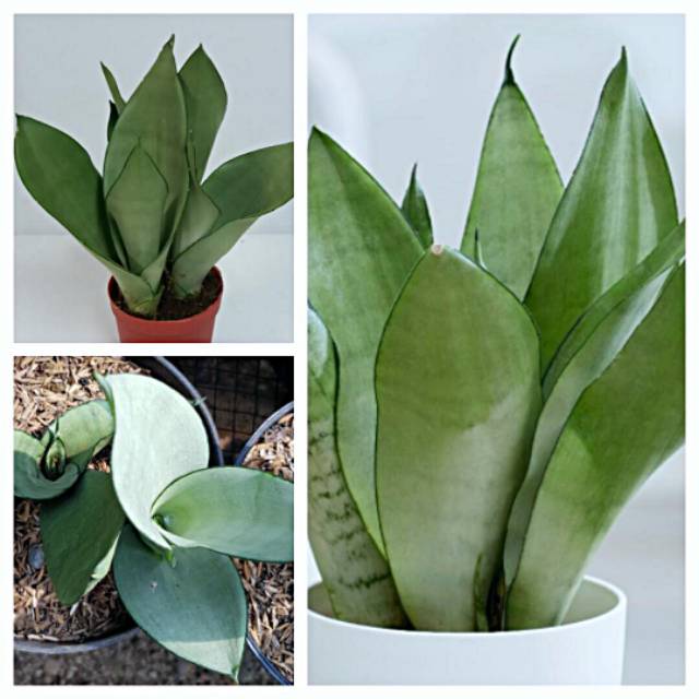 Tanaman hias sansevieria trifasciata moonshine lidah  