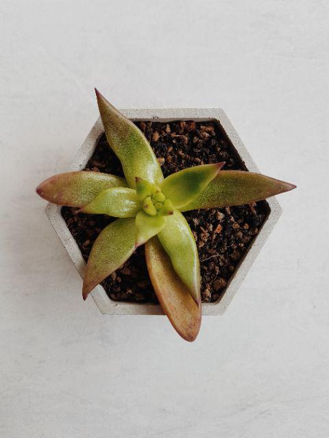 Pot Mini Sukulen/kaktus Segi Enam D:7 Cm