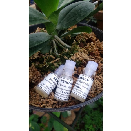 Keikivick hormon penumbuh tunas anggrek