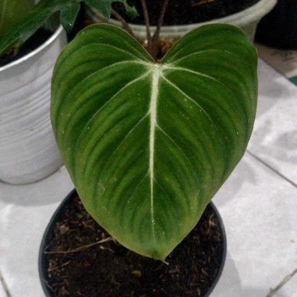 JUAL Philodendron Gloriosum Dark Form