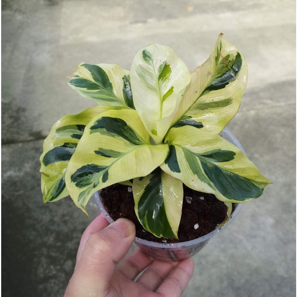 Tanaman Daun Calathea Yellow Fussion kalatea tissue kuning bergaransi