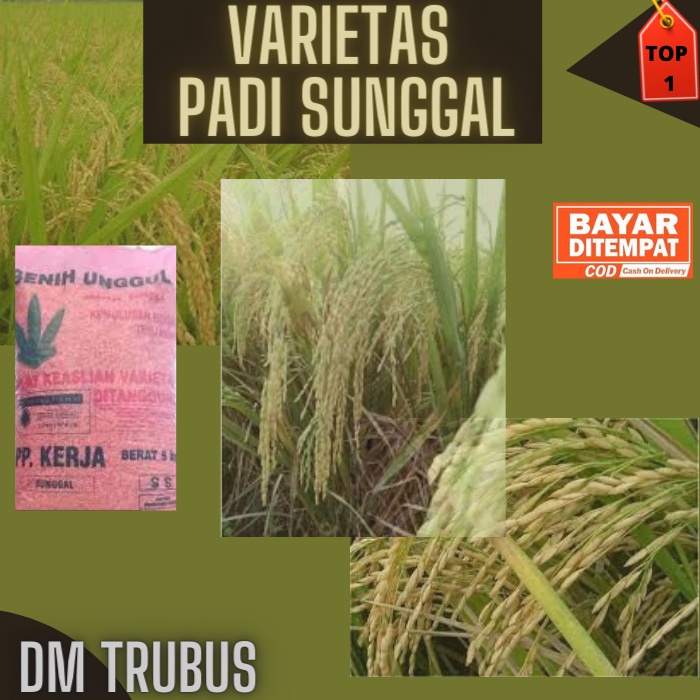 BENI PADI VARIETAS SUNGGAL BERLABEL UNGU PREMIUM