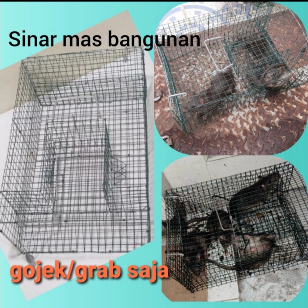 jebakan tikus masal,perangkap tikus masal