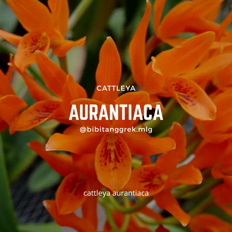 Bibit Botol Anggrek Cattleya Aurantiaca (Spesies Meksiko)
