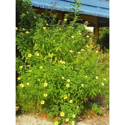 10 biji benih  pukul delapan/kumis kucing .