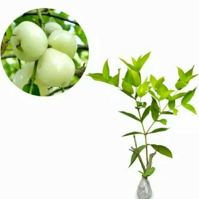 Bibit Jambu Air Madura (Camplong)