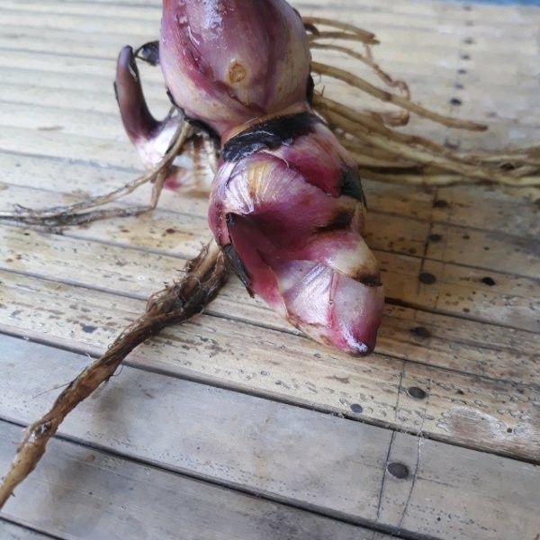 

Promo Umbi Ganyong Khusus Bibit Akar Tidak di Kupas 500gr