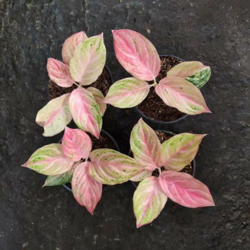 BIDADARI - Aglonema Bidadari