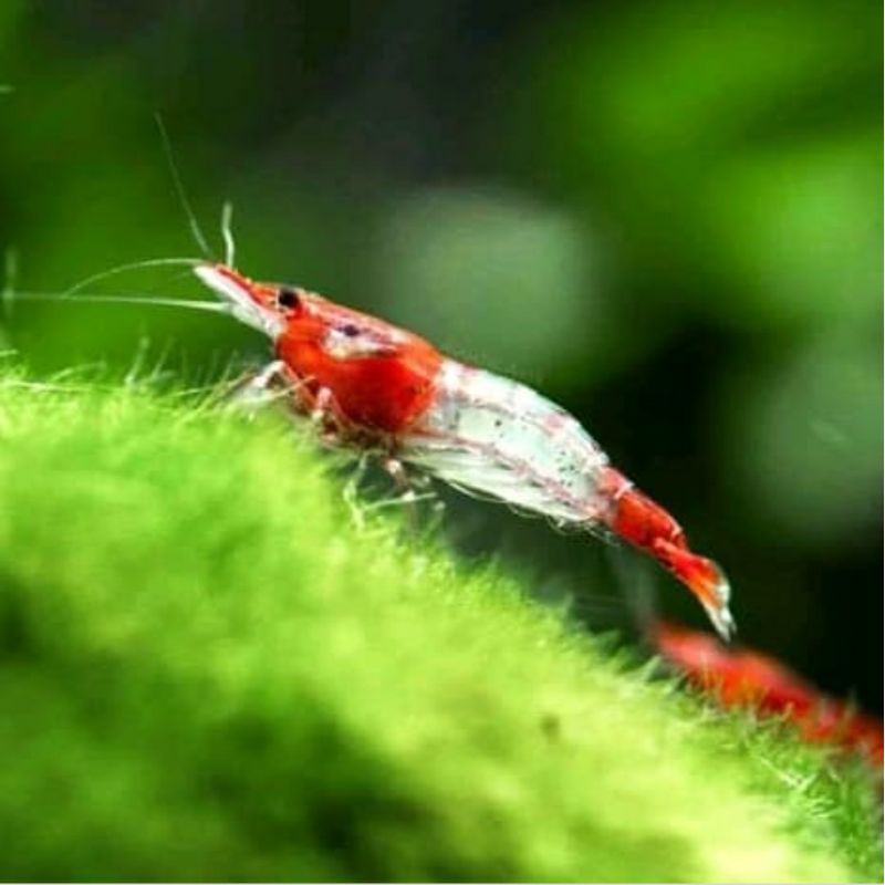 

udang red rilli shrimp