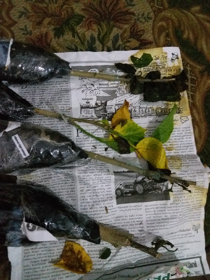 Paket Hemat Hibiscus 10pcs
