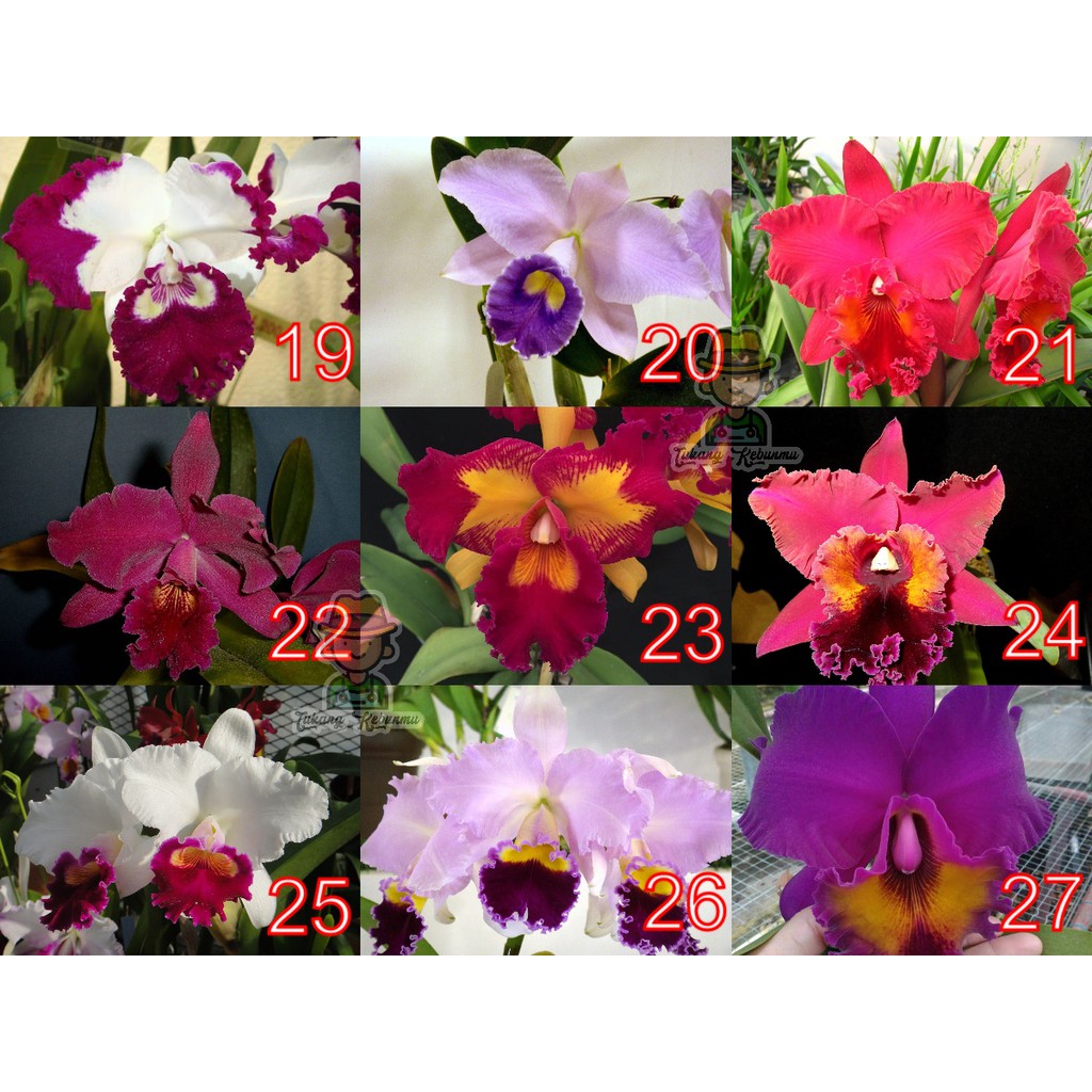 Anggrek Cattleya Seedling Bunga Besar  Hybrid Taiwan 