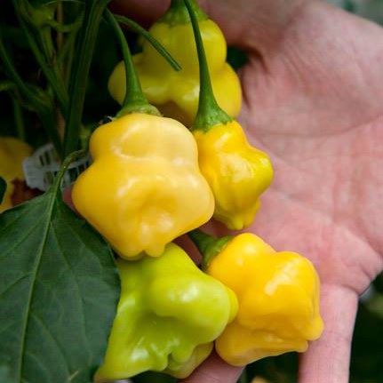 BS-BYL Bibit Cabe Hias Pelangi Benih Tanaman Sayuran Cabai Carolina Reaper Merah Bolivian Rainbow Katokkon Numex Giant Raksasa Sweet Italian Ungu Hitam-CH AJI FANTASY SPARK