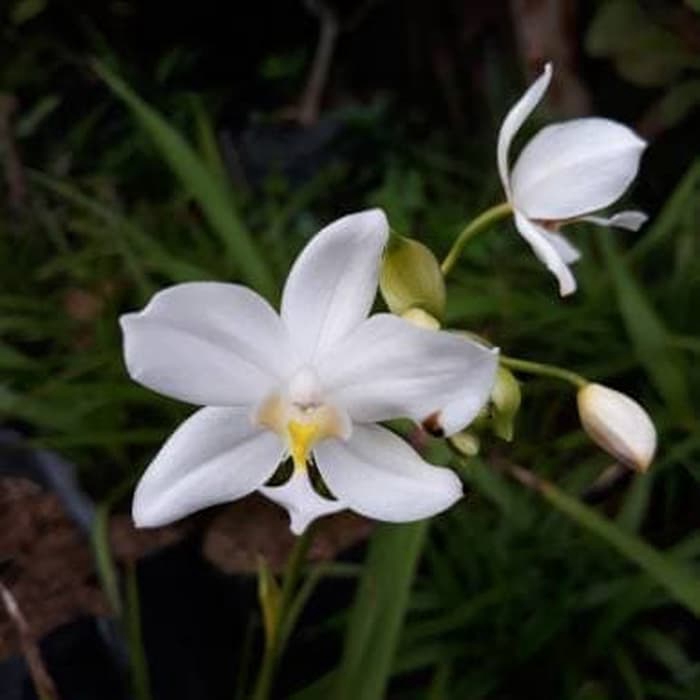 Tanaman Hias Anggrek Tanah Bunga Putih / Tanaman Hias / Anggrek