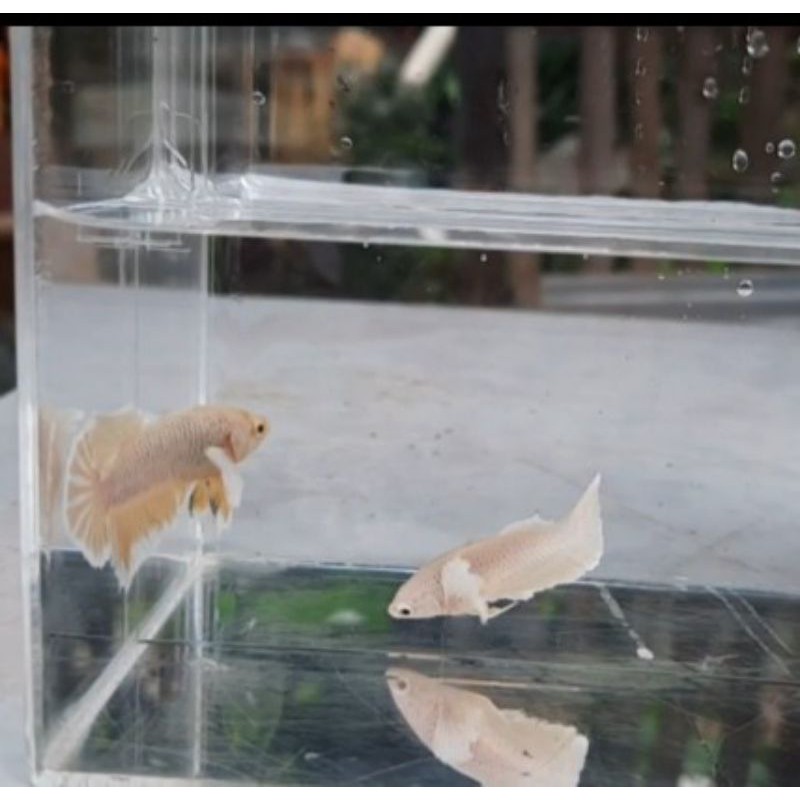 cupang Dumbo ear/big ear