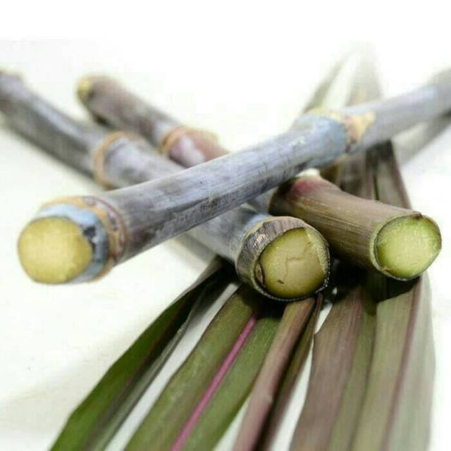 Tanaman tebu hitam/ tebu ireng