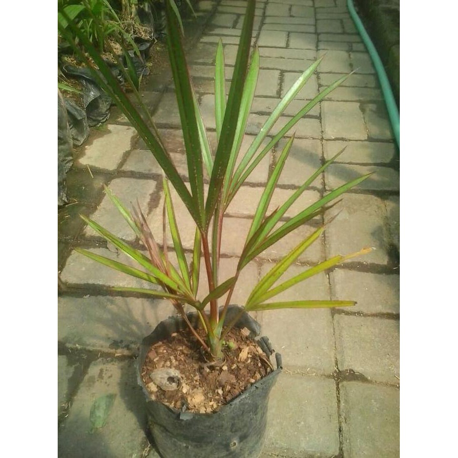 mdh Bibit Tanaman Hias Palem Anggur Merah 30cm i1n