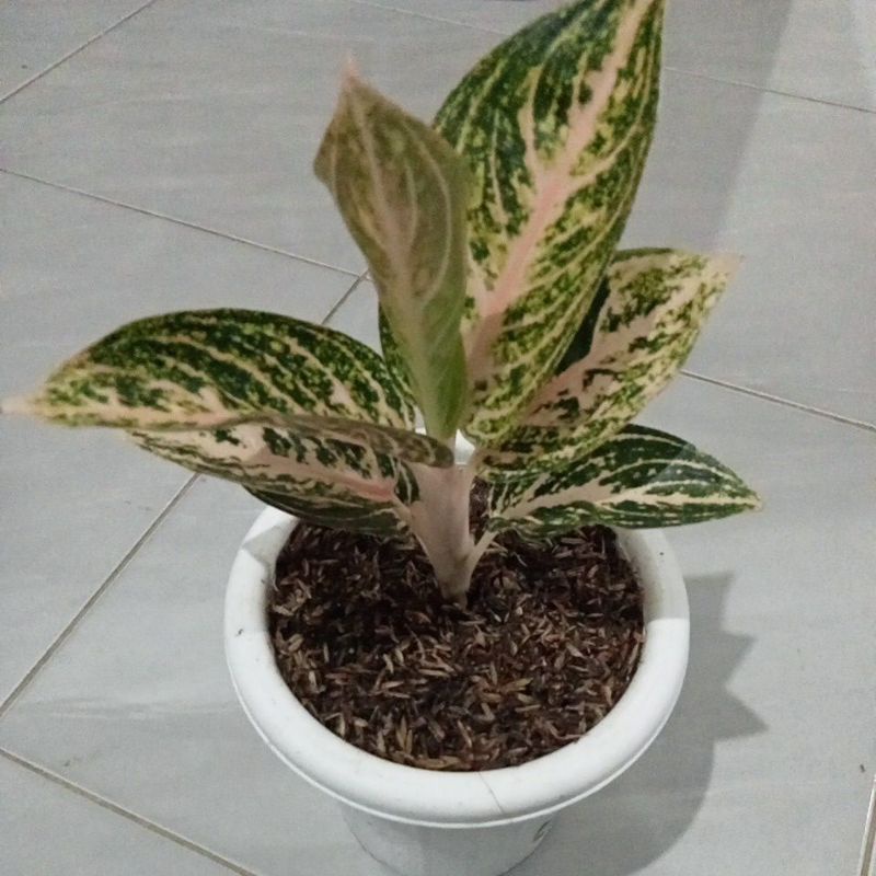 Bunga aglonema Widuri Oren orange