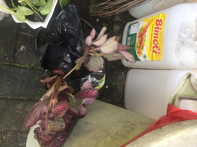 Tanaman Hias Gantung Episcia Merah / Episia Bludru Merah