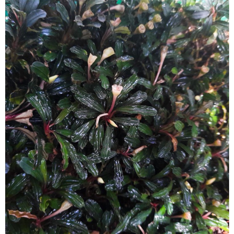 Bucephalandra medium clump ( Basket )