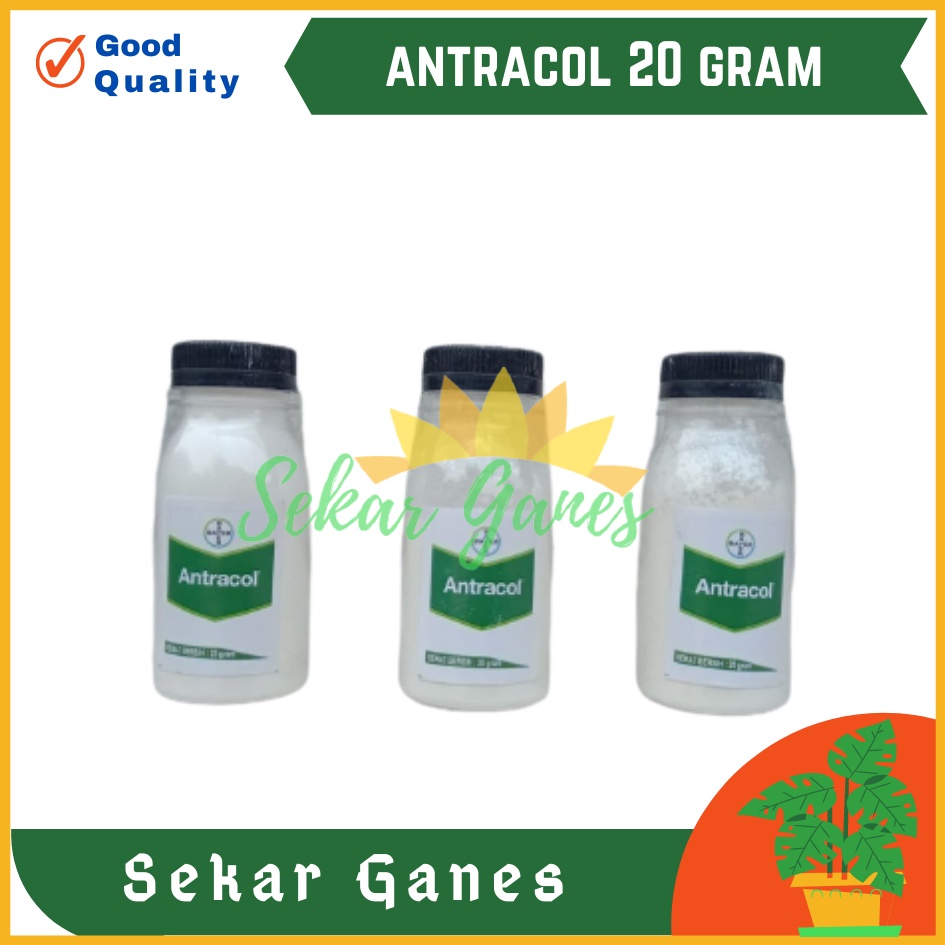 Antracol Fungisida Botol 20 Gram Fungisida Antracol 70wp Zinc 250 Gram Obat Anti Jamur Pada Tanaman Fungisida Sistemik Pembasmi Infeksi Tanaman Jamur, Bercak &amp; Cacar Ampuh Antracol Fungisida Dan B1 1kg Grosir