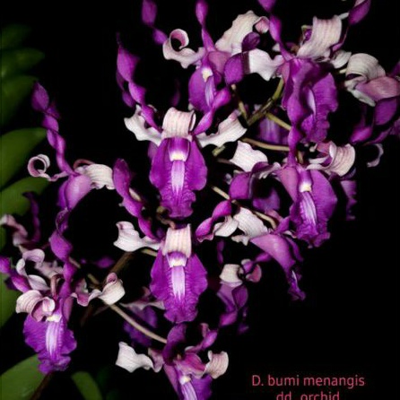 anggrek dendrobium bumi menangis x edfrans charming