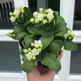  Cocor  bebek  bunga putih kalanchoe blossfeldiana white 