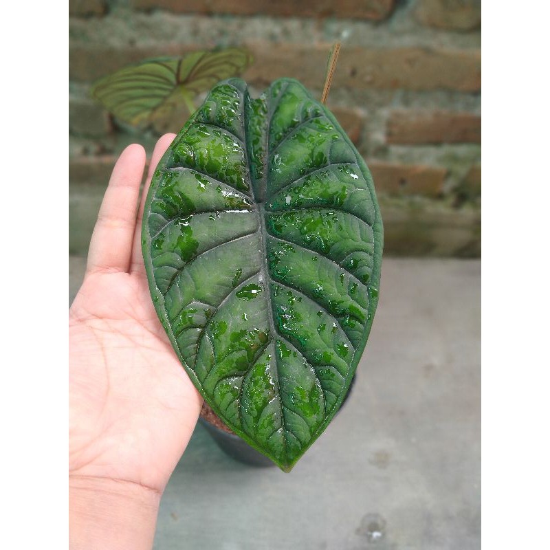 Alocasia Dragon Scale