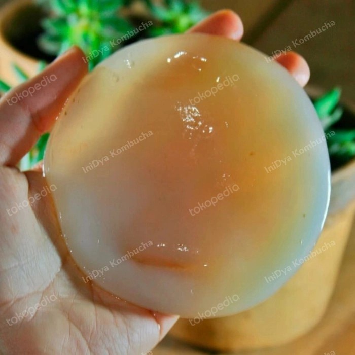 

jamur scoby kombucha (BERKUALITAS)