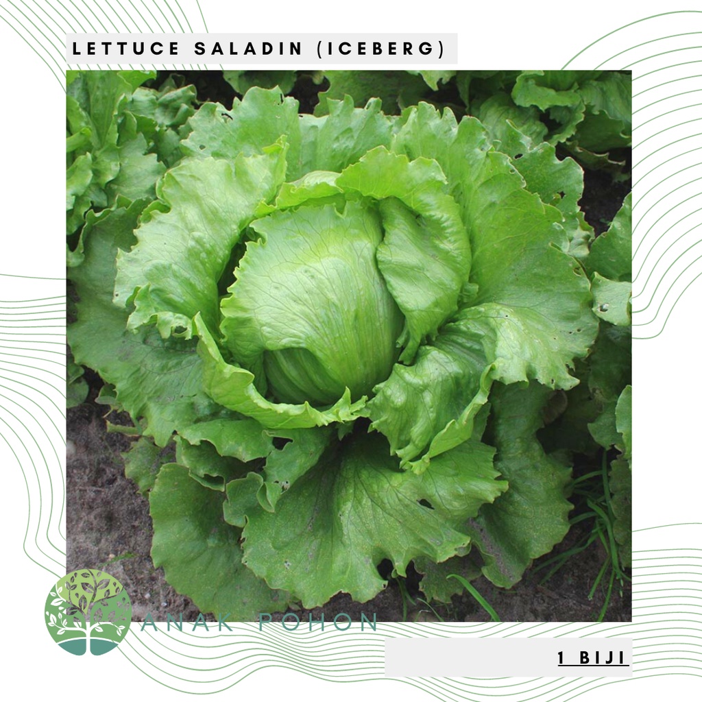 Benih Bibit Biji - Lettuce Saladin Selada Green Iceberg Seeds - IMPORT