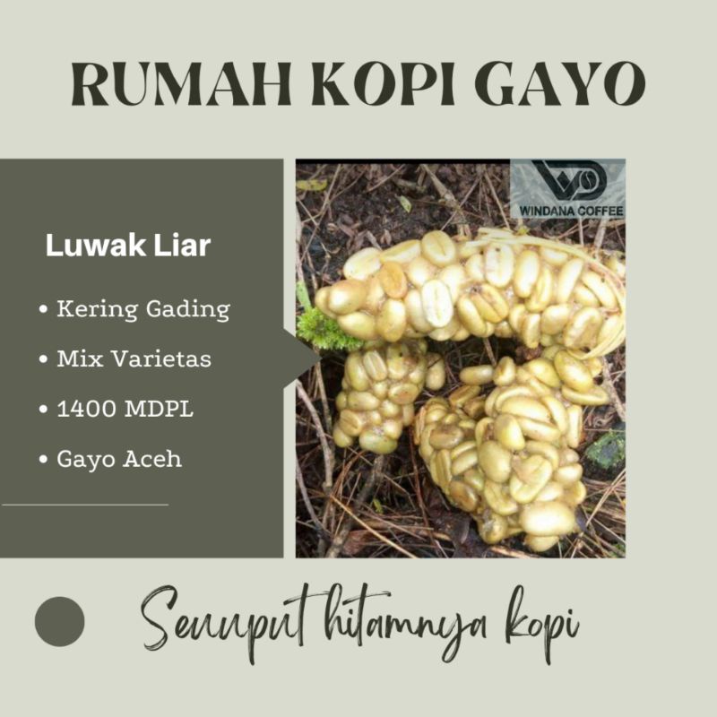 

KOPI LUWAK GAYO
