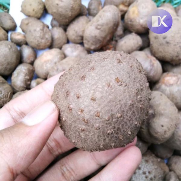 BIBIT PORANG BIJI KATAK SUPER