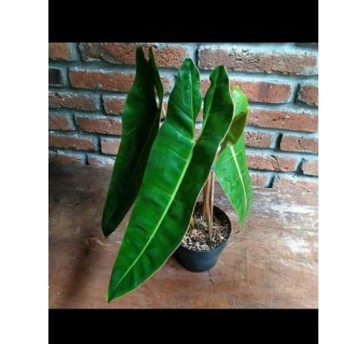 tanaman hias kabel busi/tanaman hias kabel busi philodendron