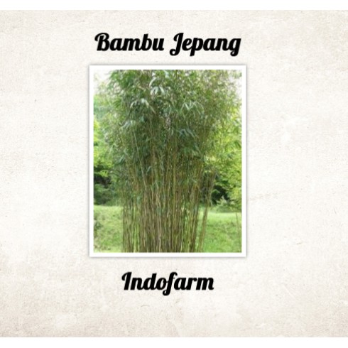 Tanaman Bambu Jepang
